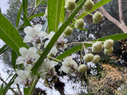 *RETAIL - Gomphocarpus physocarpus