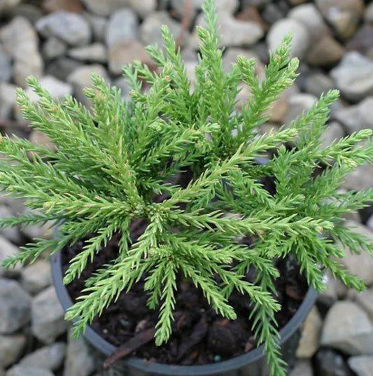 *RETAIL - Cryptomeria japonica 'Little Diamond'