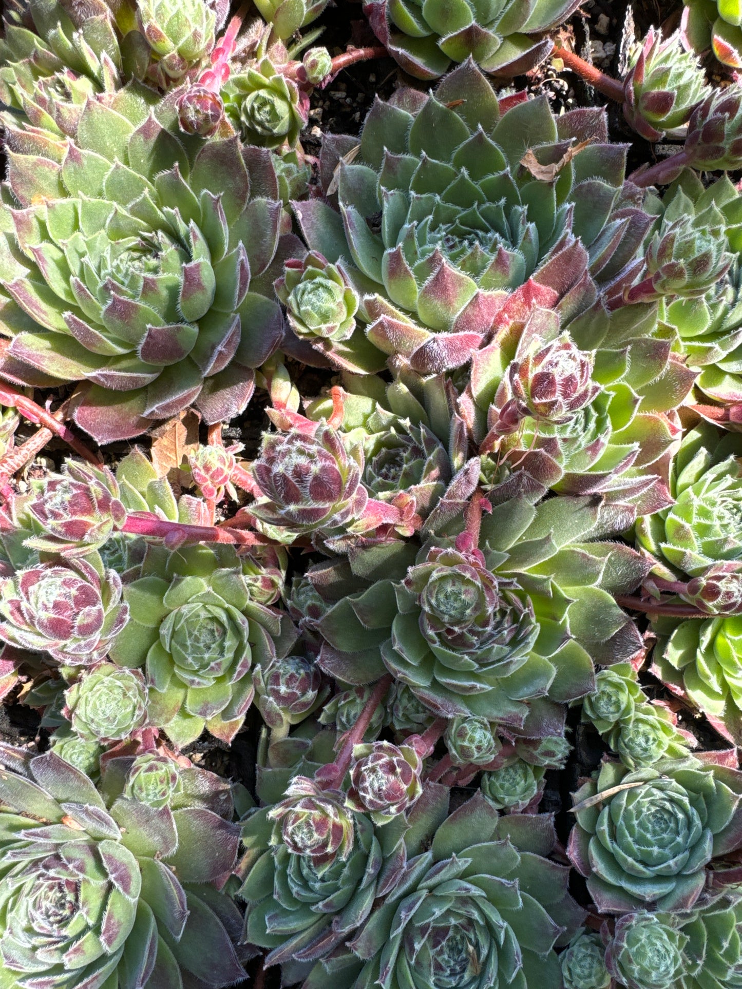 Sempervivum 'Montesico'