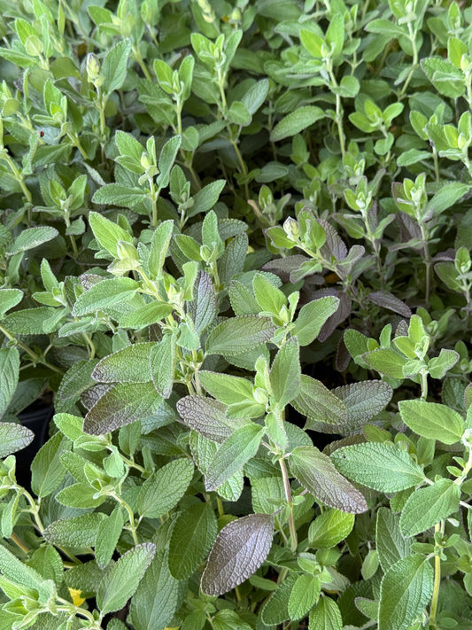*RETAIL - Salvia chamaedryoides 'Marine Blue'