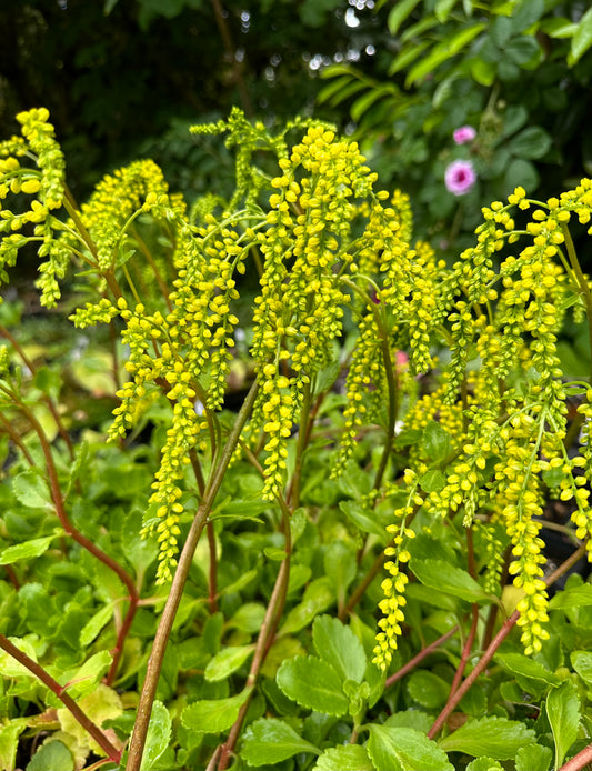 *RETAIL - Chiastophyllum oppositifolium