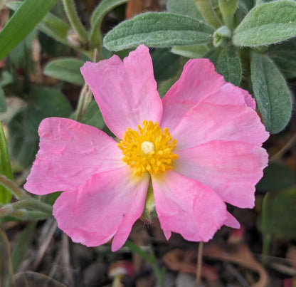 *RETAIL - Cistus 'Bicolor Pink'