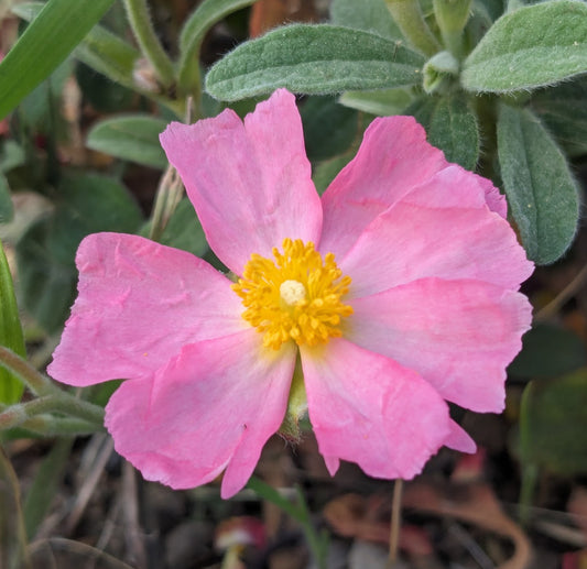 *RETAIL - Cistus 'Bicolor Pink'