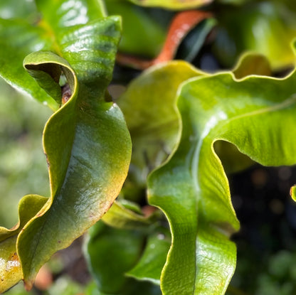 Pyrrosia lingua 'Eboshi' [Contorta]