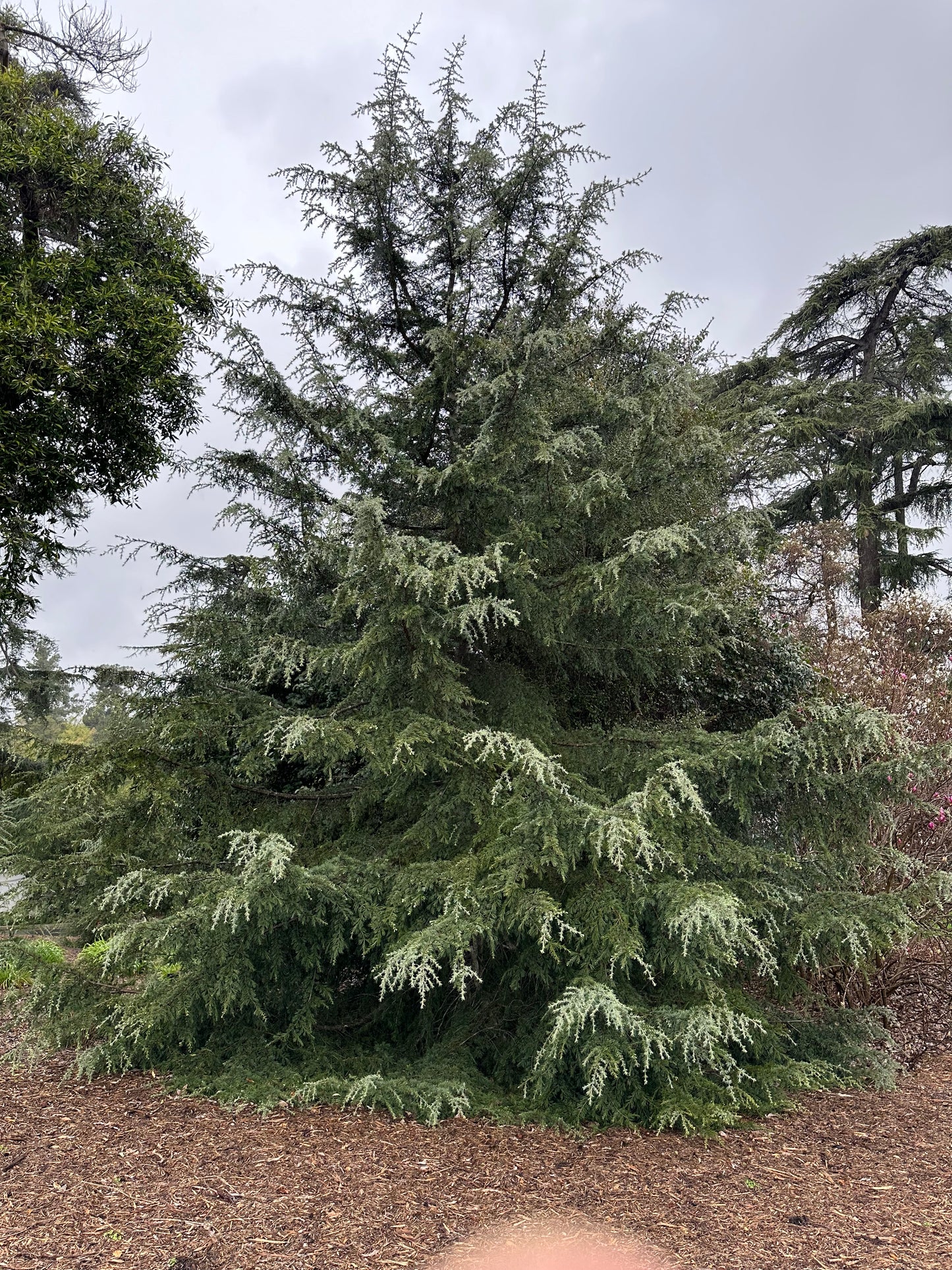 *RETAIL - Cedrus deodora