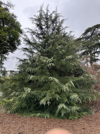 *RETAIL - Cedrus deodora