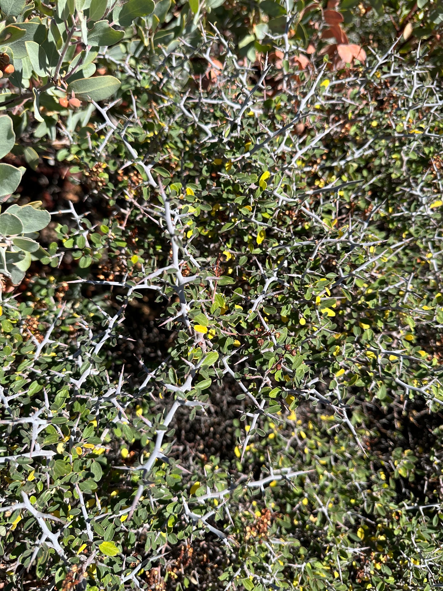 *RETAIL - Ceanothus cordulatus