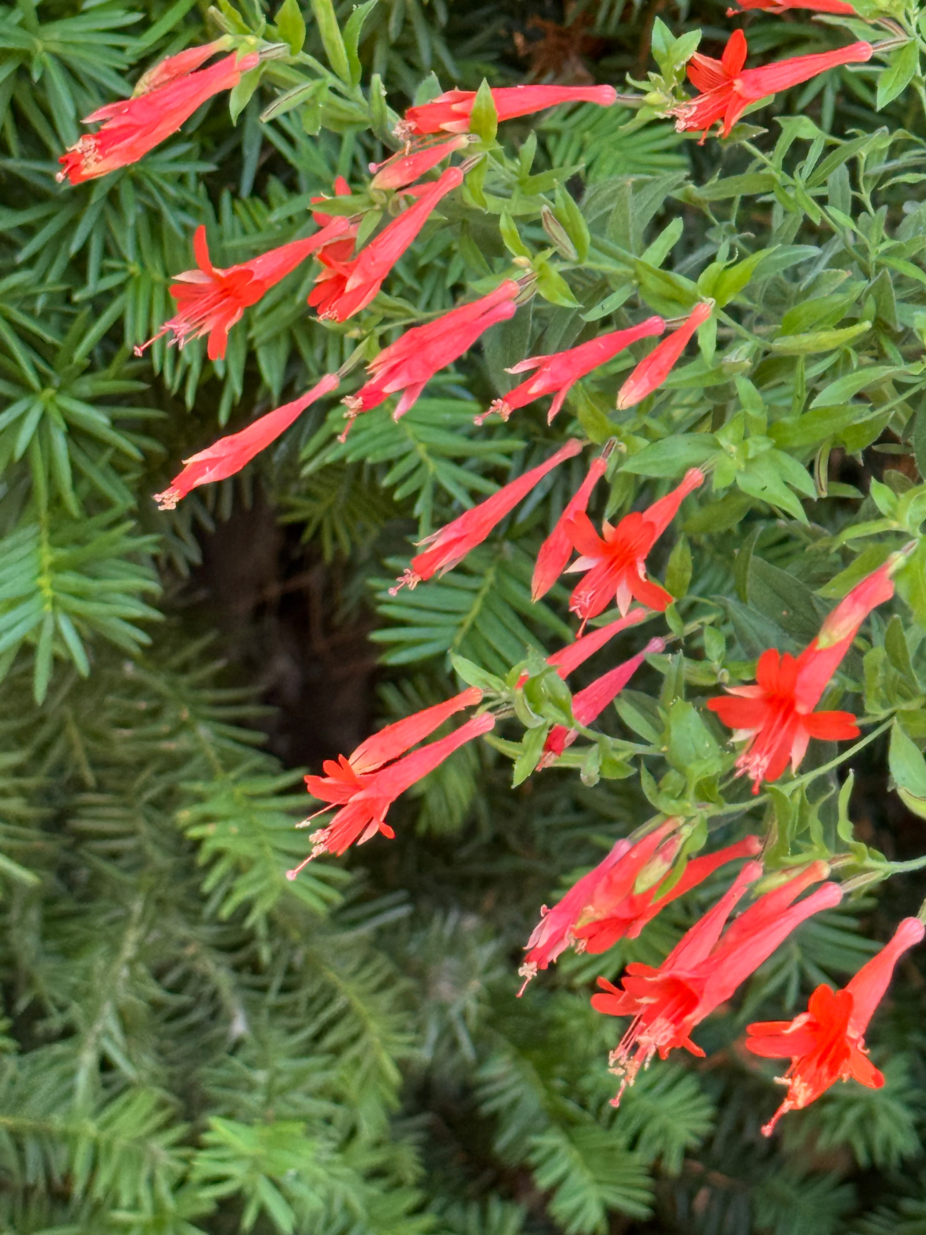 Zauschneria garrettii 'Orange Carpet' – Cistus Nursery