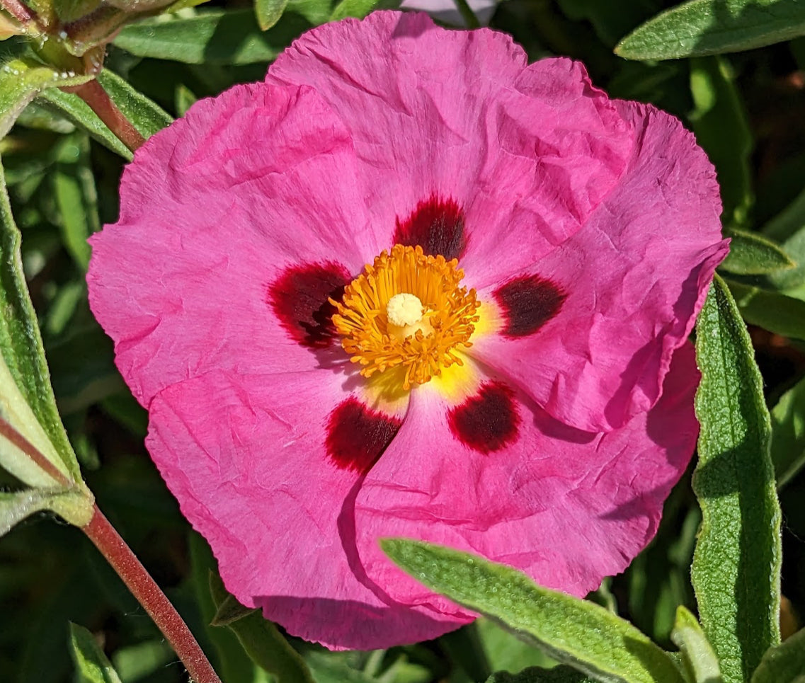 *RETAIL - Cistus x purpureus