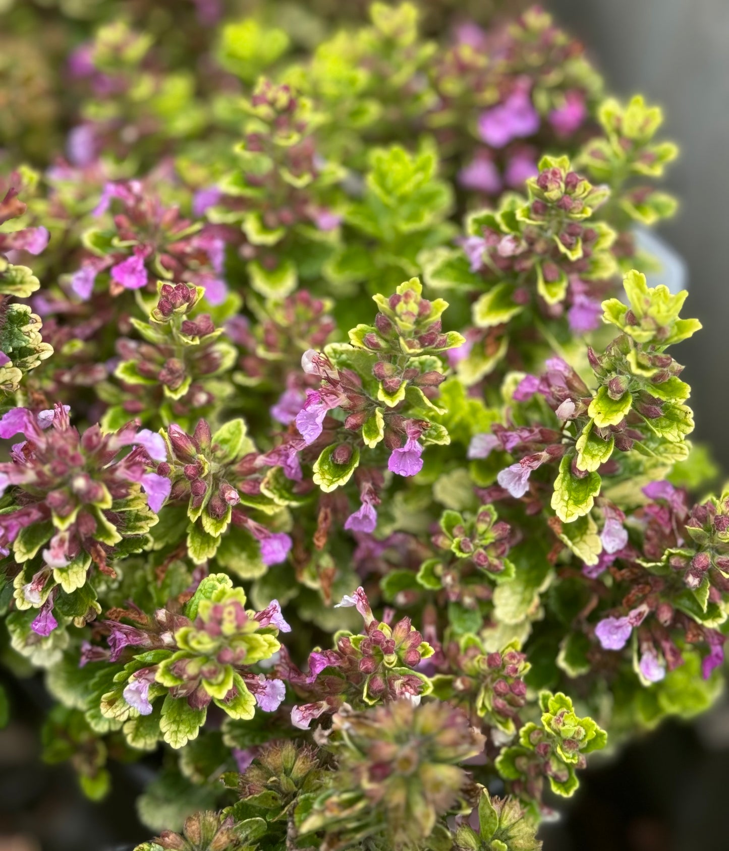 *RETAIL - Teucrium chamaedrys 'Summer Sunshine'