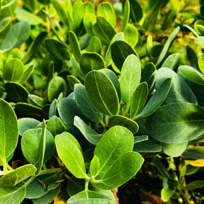 Arctostaphylos columbiana 'Lawrence Low'