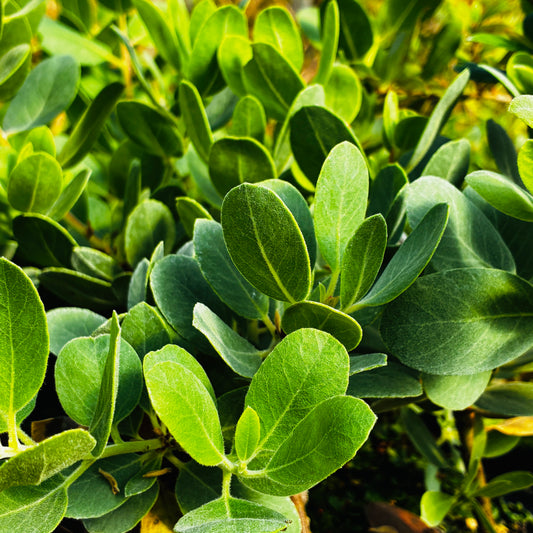 Arctostaphylos columbiana 'Lawrence Low'