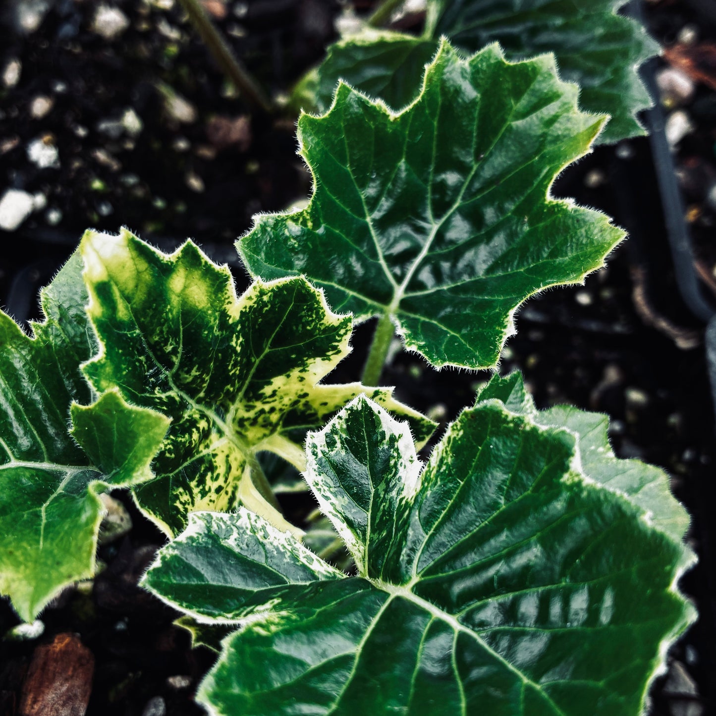 Acanthus 'Whitewater' PP23342