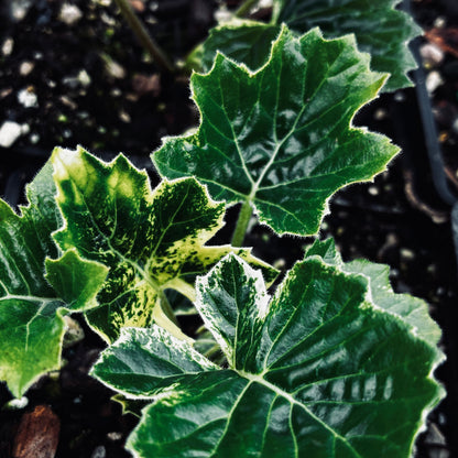 Acanthus 'Whitewater' PP23342