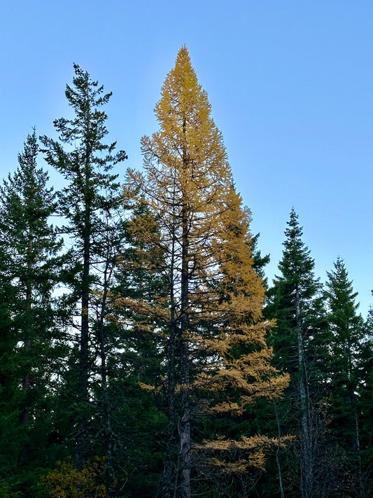 Larix occidentalis