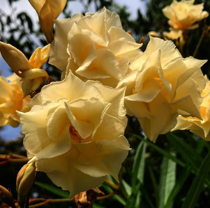 Nerium oleander 'Mathilde Ferrier' [yellow form]
