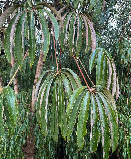 Schefflera rhododendrifolia