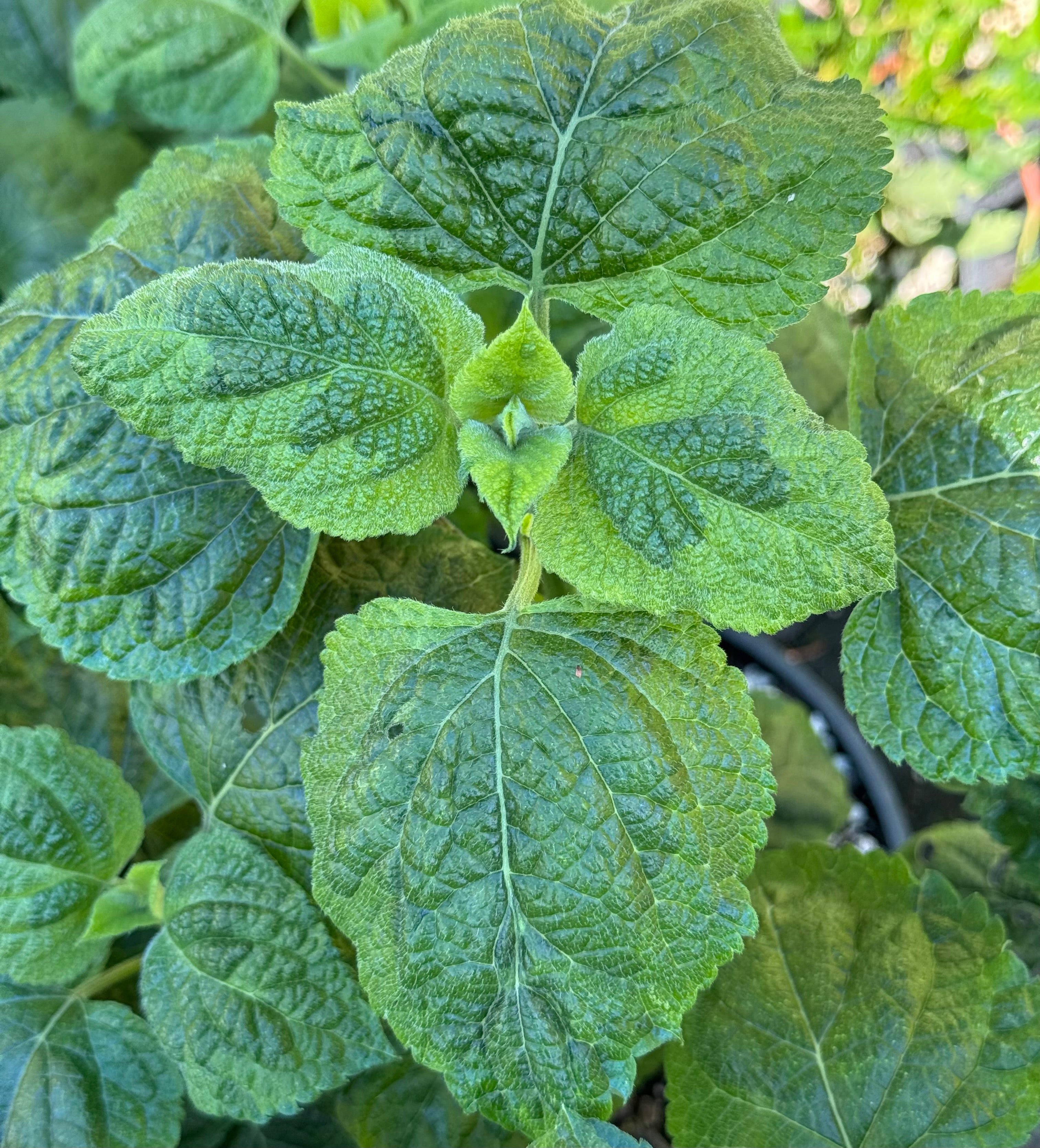 Salvia mexicana 'Variegata' – Cistus Nursery