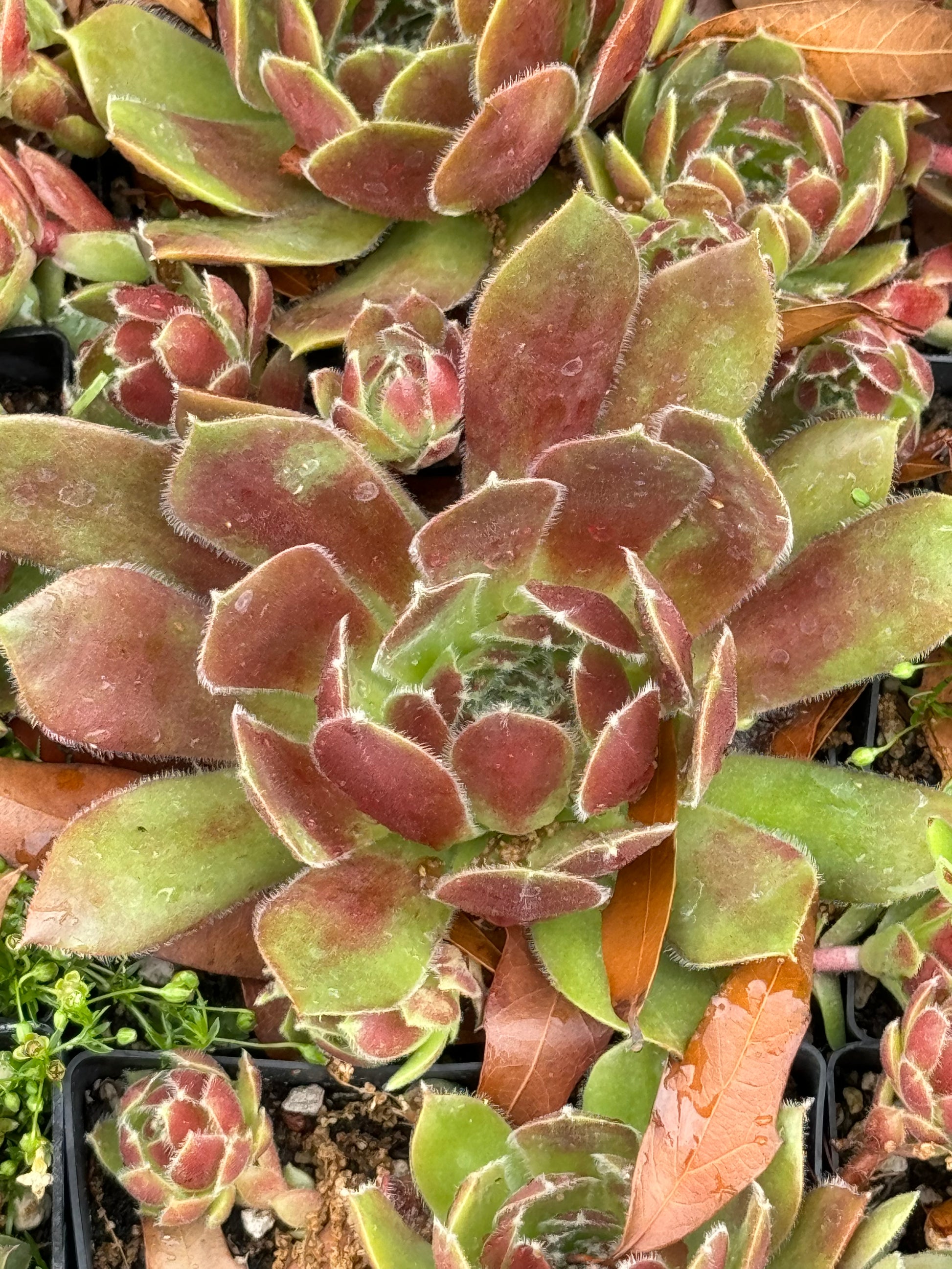 brown succulent plants Sempervivum 'Fame' – Cistus Nursery