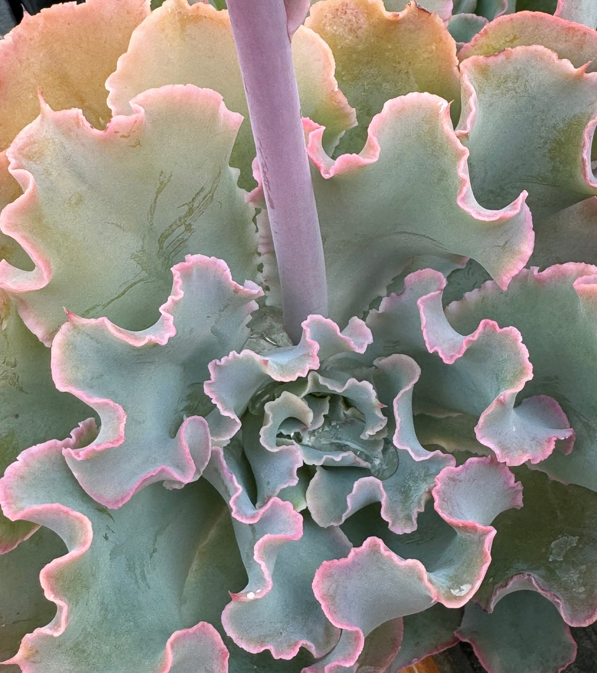 aquarius succulent *RETAIL
