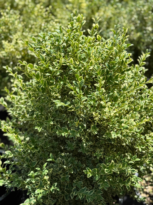 *RETAIL - Buxus sempervirens 'Variegata'