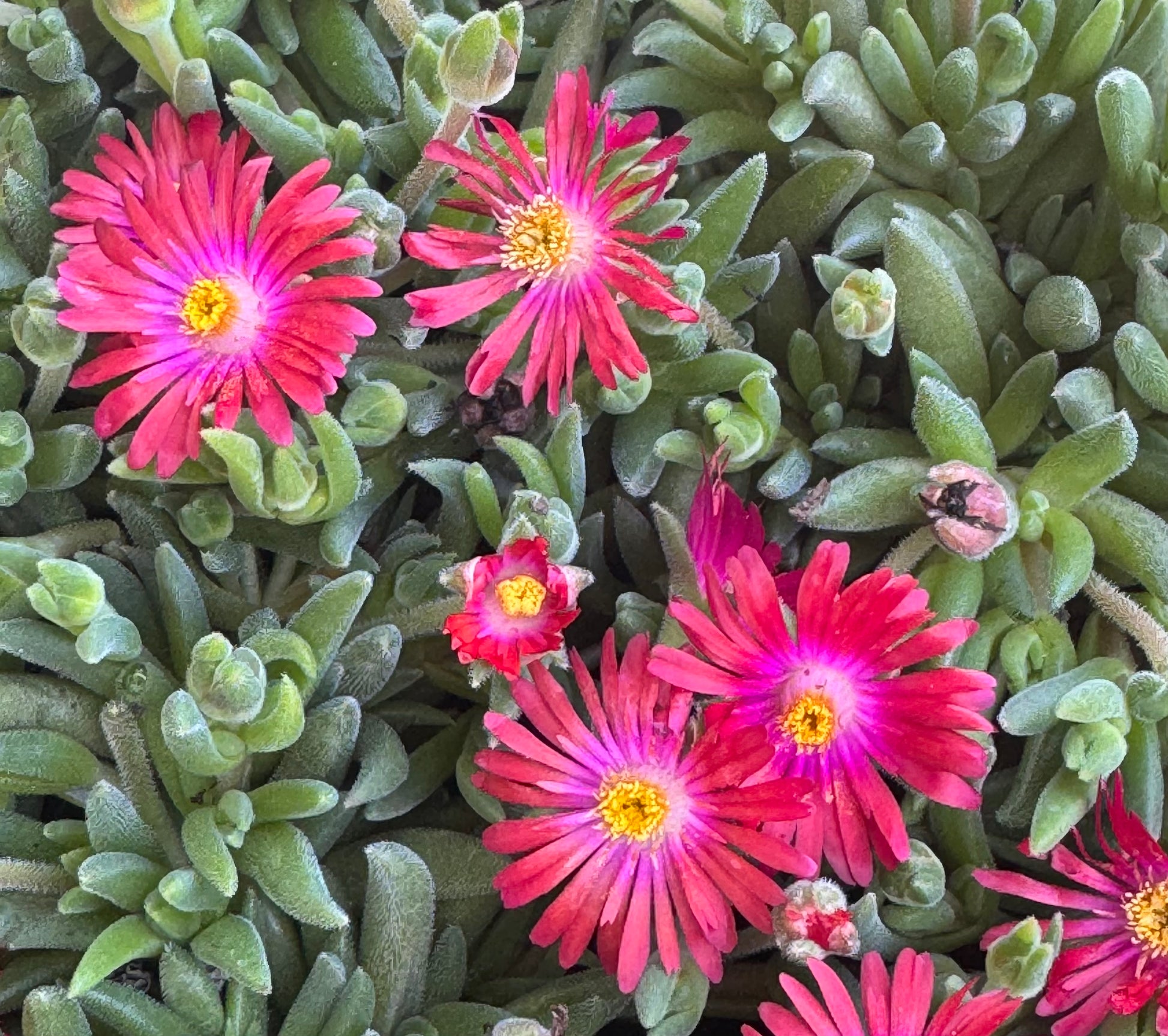 desert jewel succulent garden *RETAIL