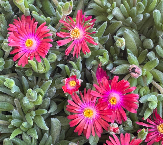 *RETAIL - Delosperma x 'Jewel of the Desert Garnet'