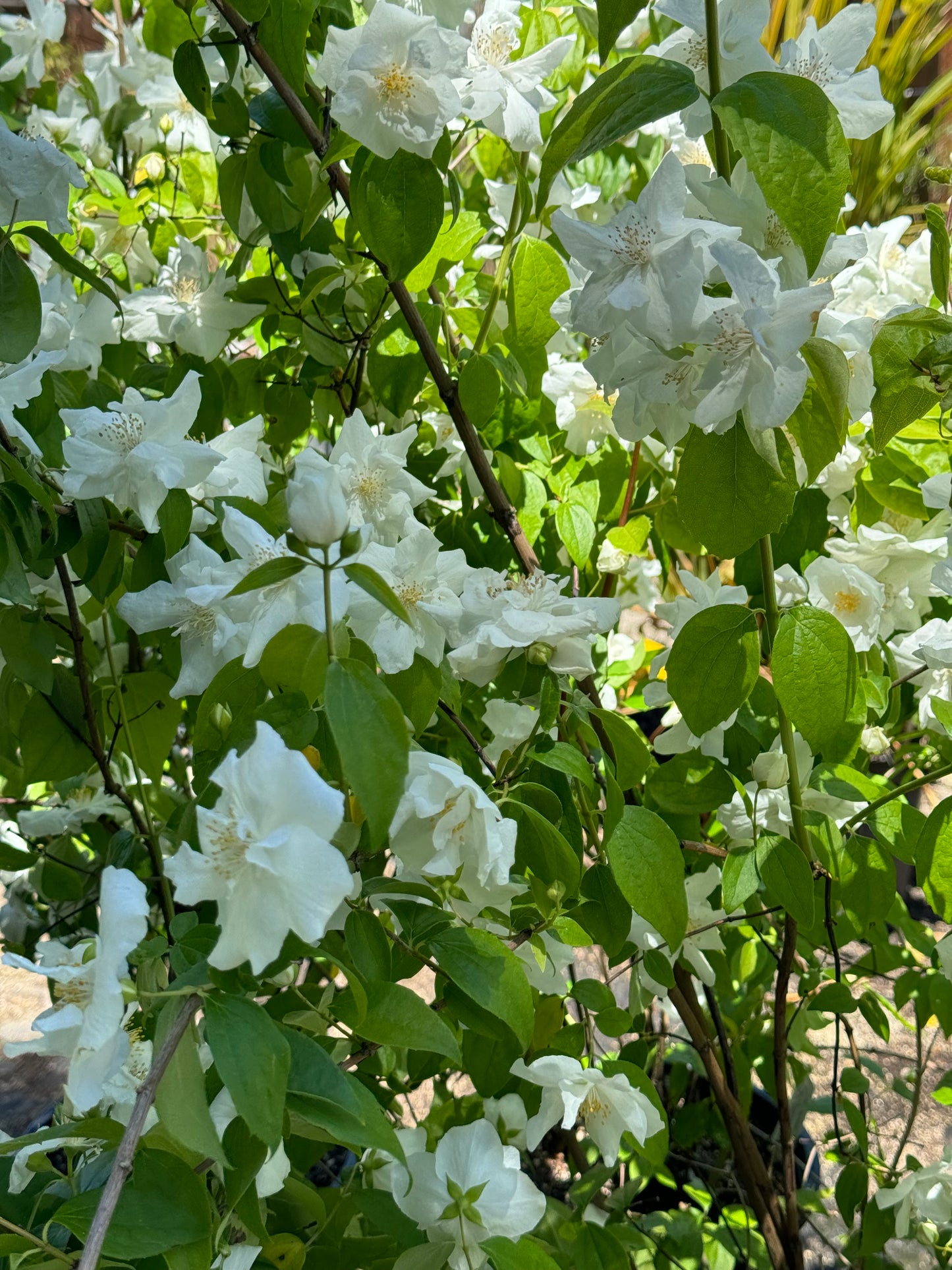 *RETAIL - Philadelphus 'Fallbrook'