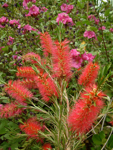 Callistemon 'Woodlander's Hardy Red'