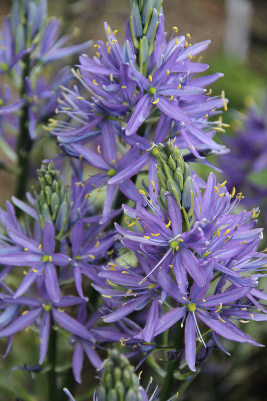 Camassia leichtlinii