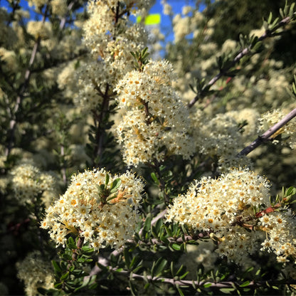 *RETAIL - Ceanothus cuneatus 'Adair Village'