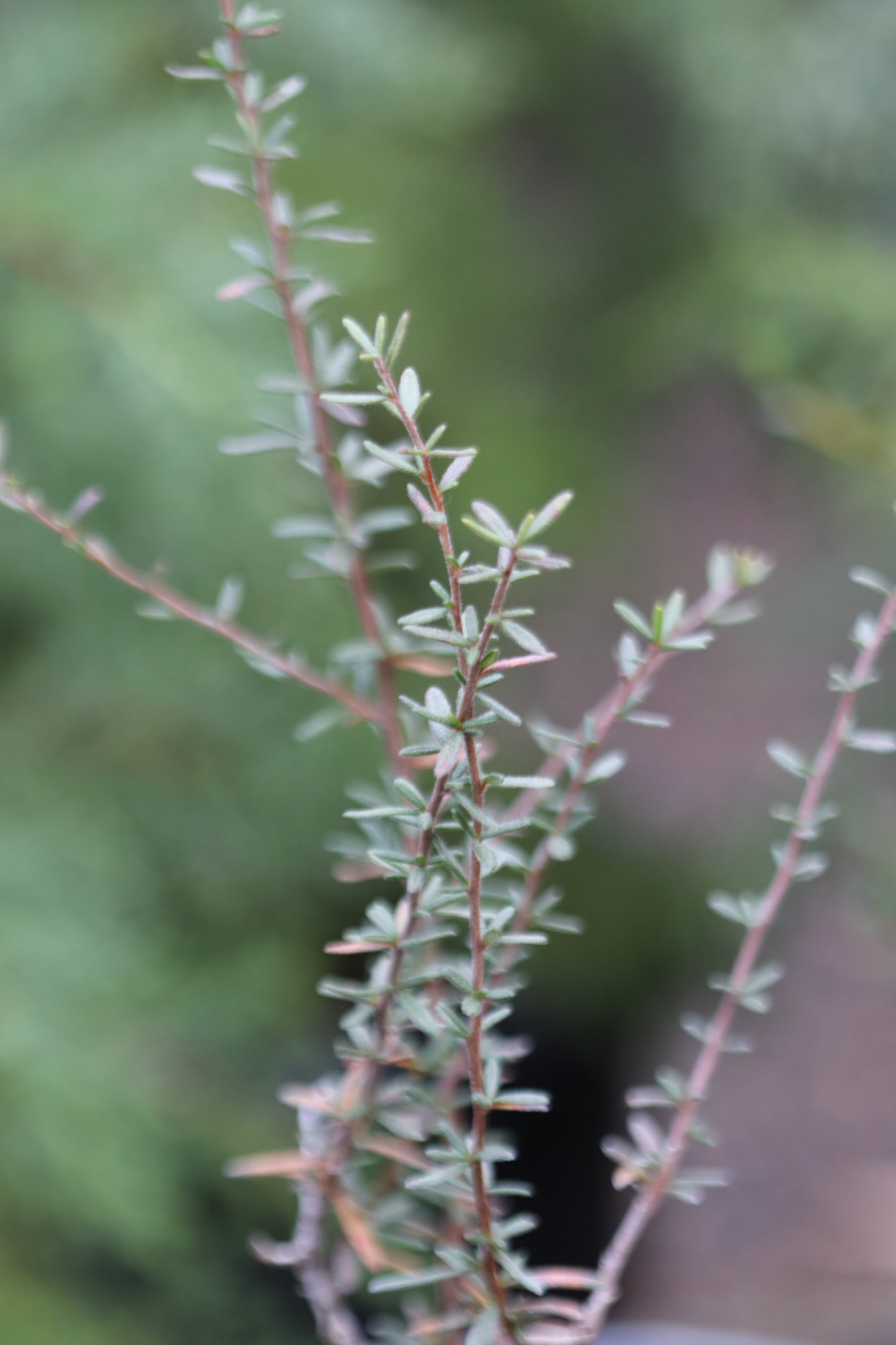 *RETAIL - Cercocarpus intricatus