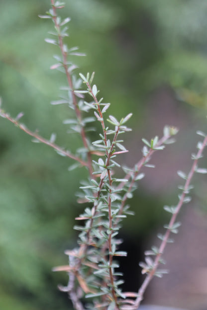 *RETAIL - Cercocarpus intricatus
