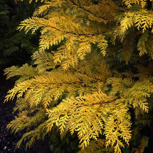 *RETAIL - Cupressus lawsoniana 'Lucky Strike'
