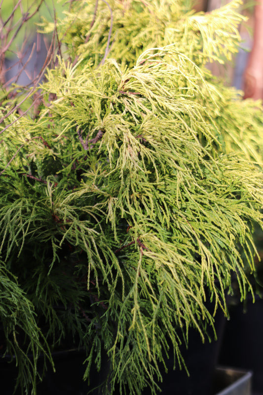 *RETAIL - Chamaecyparis pisifera 'Golden Mop'