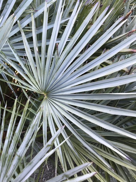 Chamaerops humilis var. cerifera