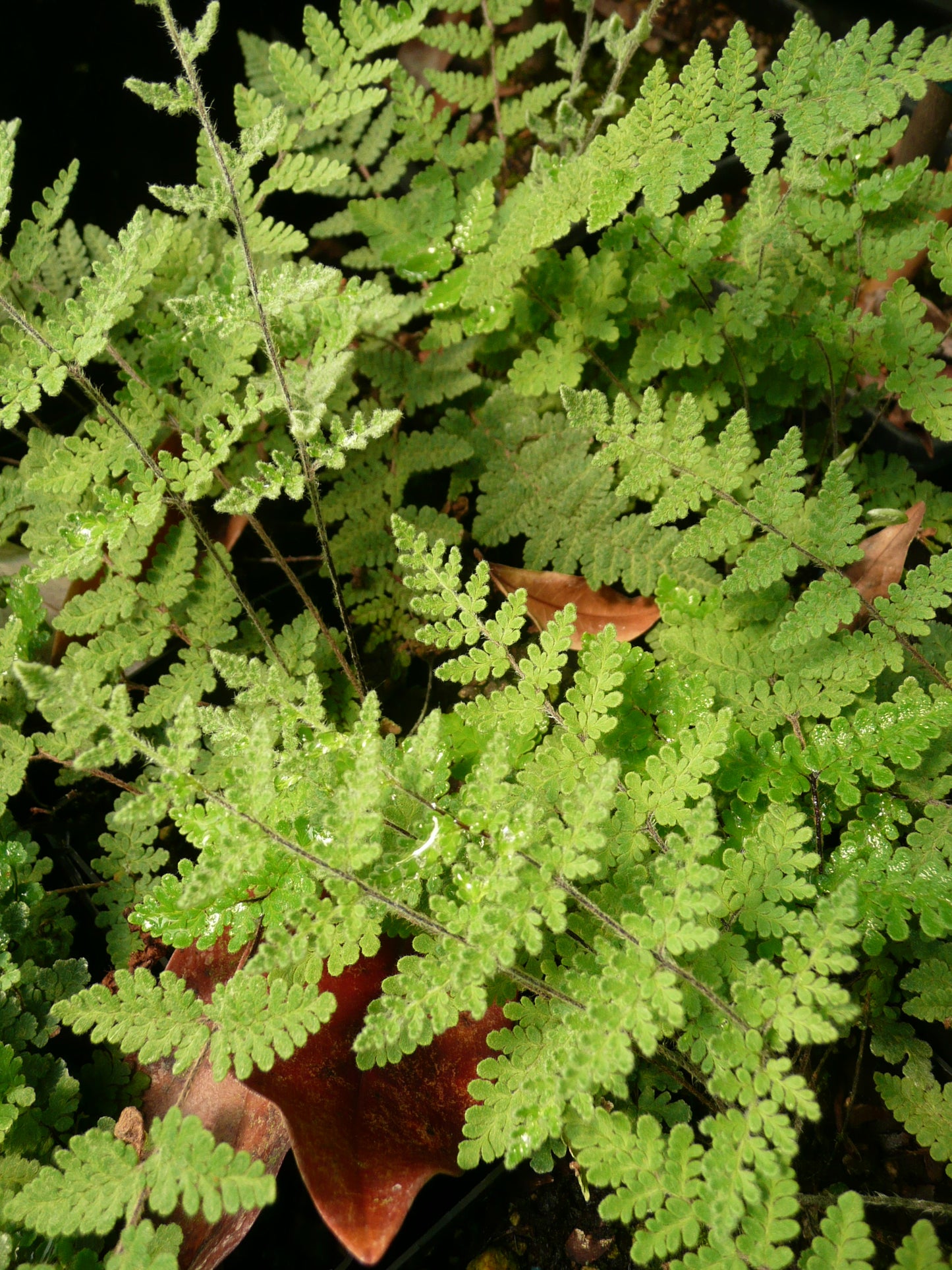 *RETAIL - Cheilanthes lanosa