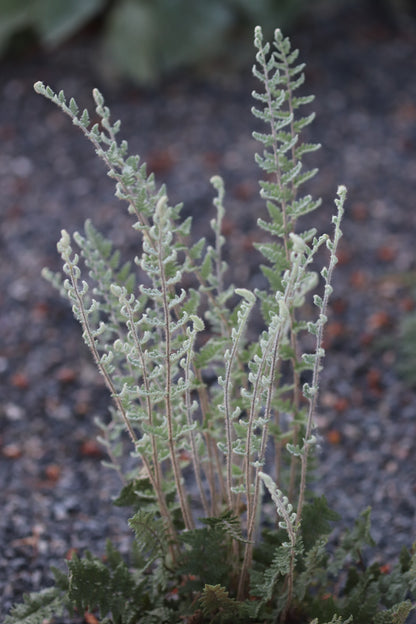 *RETAIL - Cheilanthes lanosa