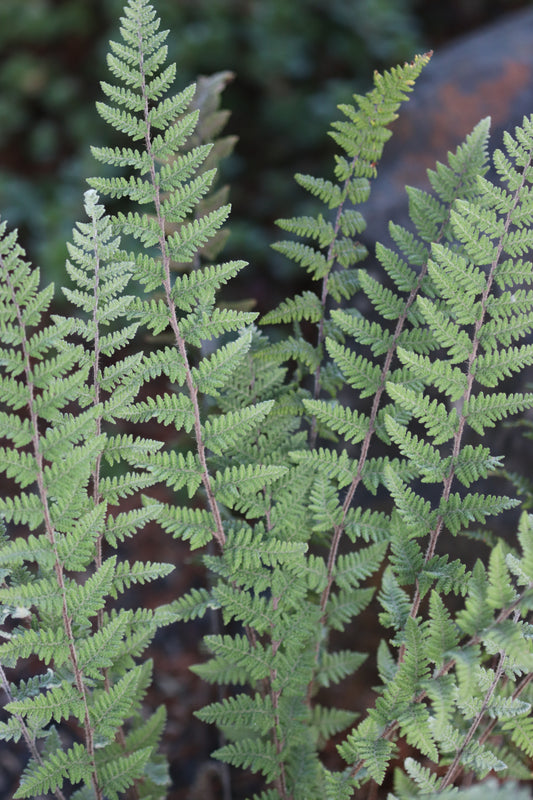 *RETAIL - Cheilanthes lanosa