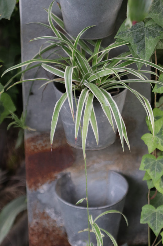 *RETAIL - Chlorophytum comosum 'Variegatum'