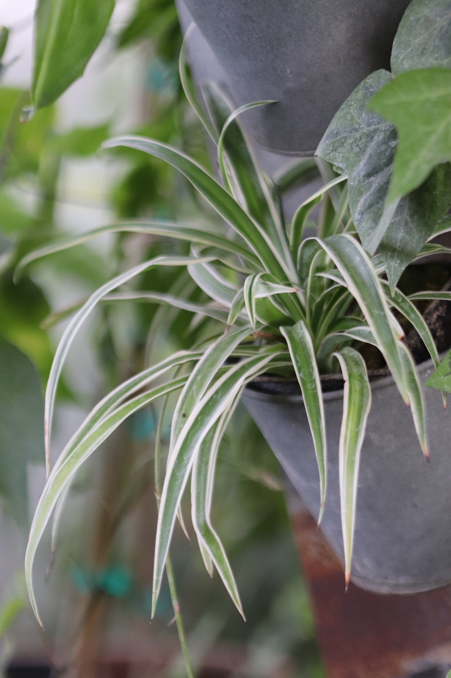 *RETAIL - Chlorophytum comosum 'Variegatum'