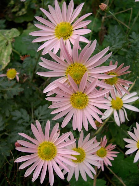 Chrysanthemum x rubellum 'Clara Curtis'