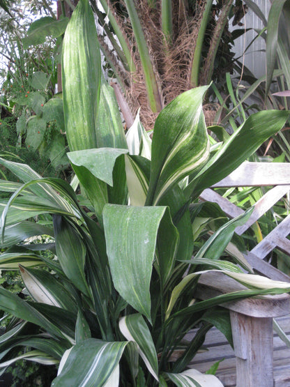 *RETAIL - Aspidistra elatior 'Variegata'