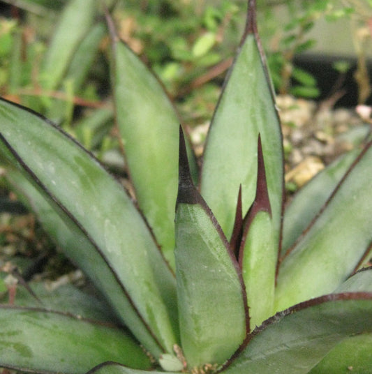 *RETAIL - Agave 'Royal Spine'
