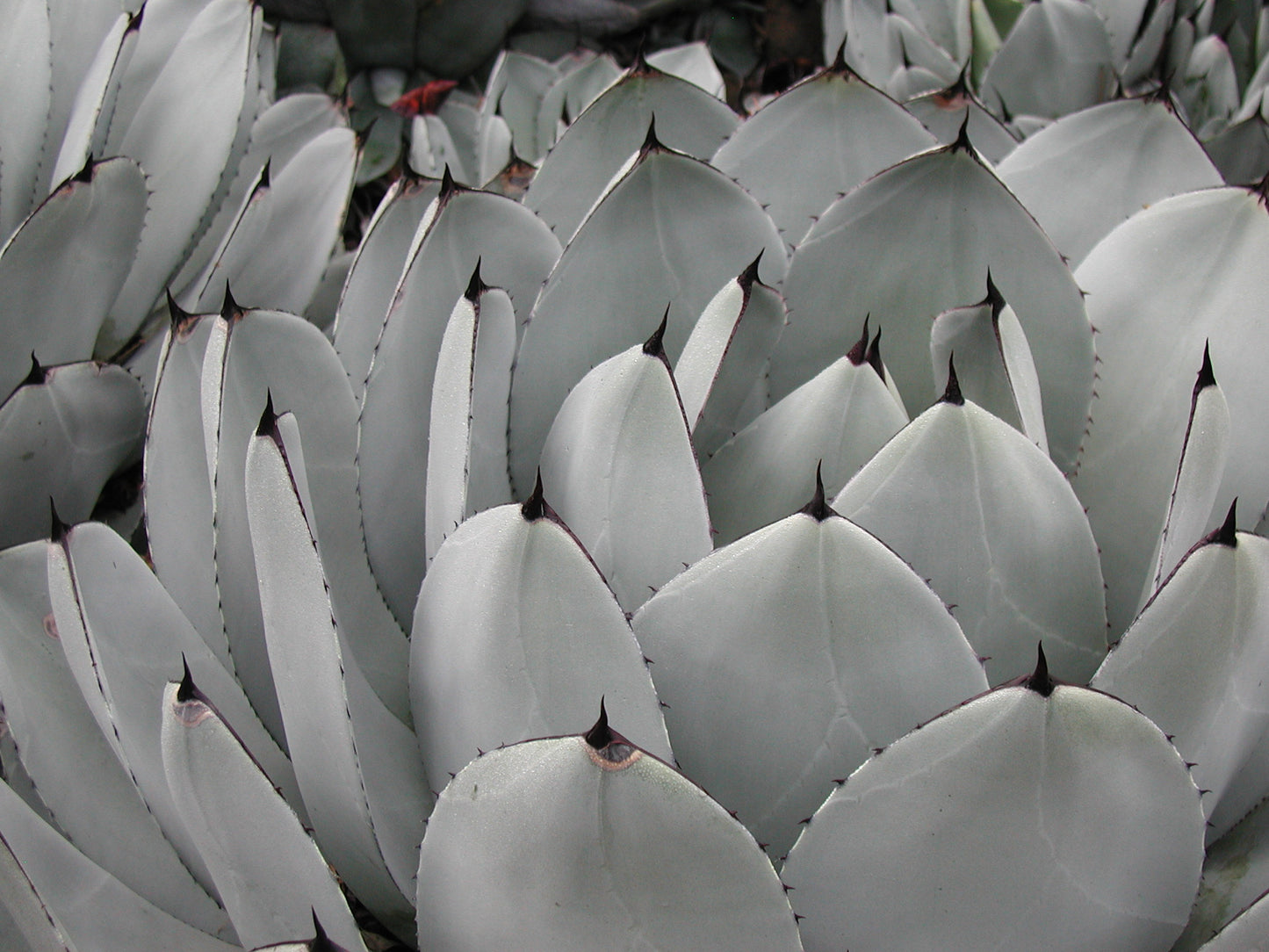Agave parryi var. truncata