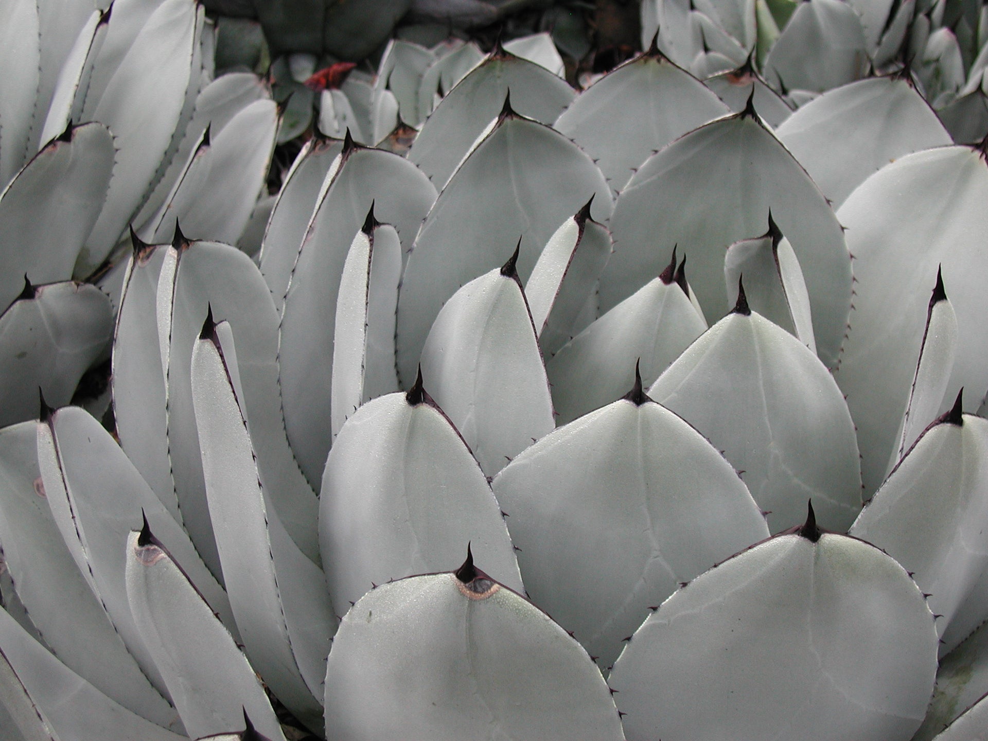 Agave parryi var. truncata  Cistus Nursery
