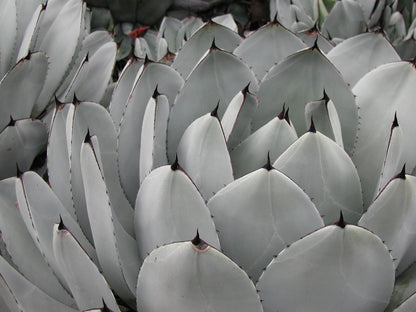 Agave parryi var. truncata