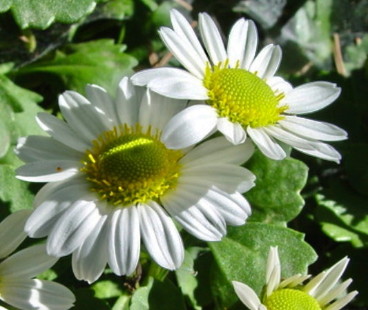 Chrysanthemum weyrichii 'Alba'