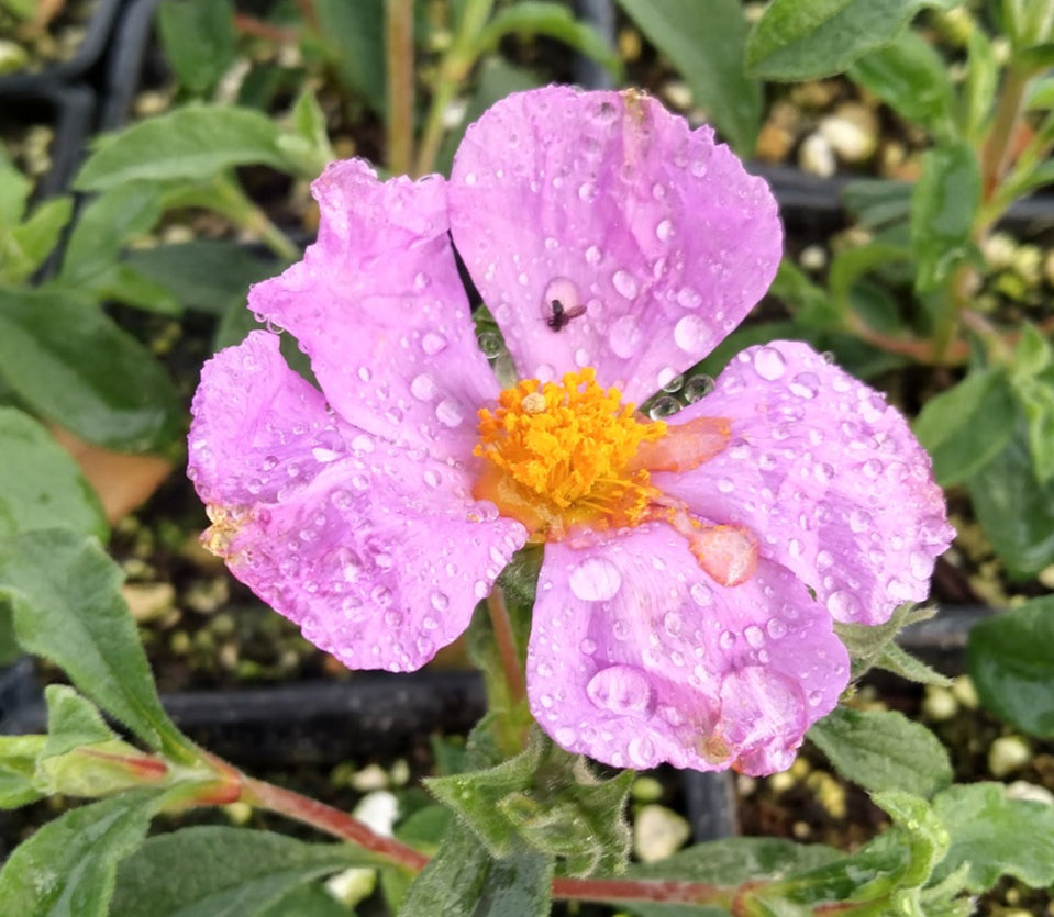 *RETAIL - Cistus creticus ssp. creticus