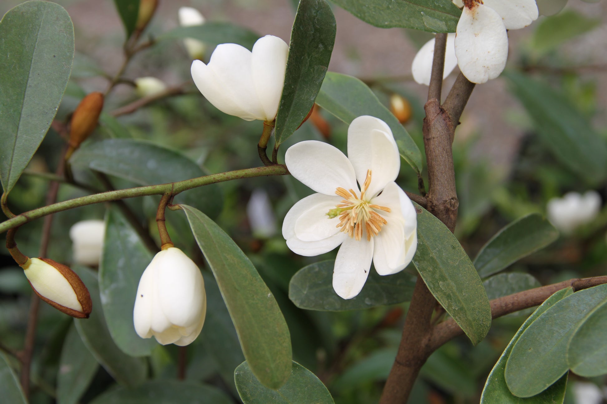 snowbird succulent Magnolia laevifolia 'Snowbird'